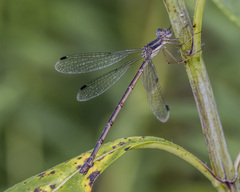 Lestes rectangularis