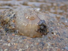 Harenactis attenuata