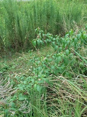 Phytolacca americana