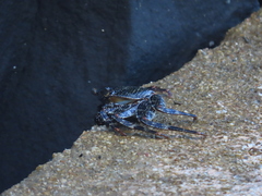Grapsus grapsus
