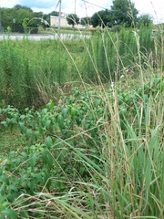 Phytolacca americana