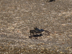 Grapsus grapsus
