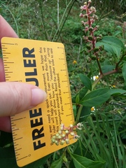 Phytolacca americana