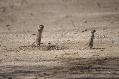 Xerospermophilus tereticaudus