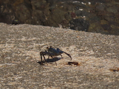 Grapsus grapsus