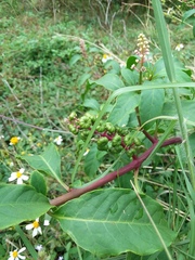 Phytolacca americana