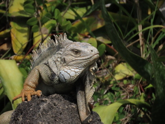 Iguana iguana