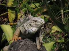 Iguana iguana