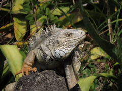 Iguana iguana