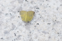 Ricania sublimata