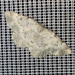 Charissa glaucinaria