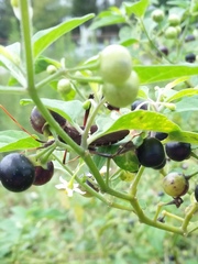 Solanum