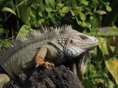 Iguana iguana