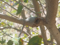 Dryocosmus asymmetricus