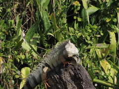 Iguana iguana