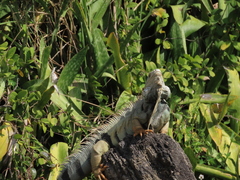 Iguana iguana
