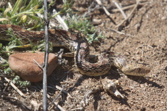 Pituophis catenifer