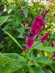 Eremnophila aureonotata