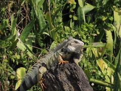 Iguana iguana