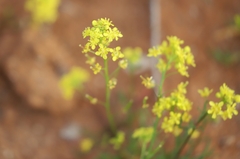 Arabidella nasturtium
