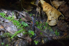 Plethodon cheoah