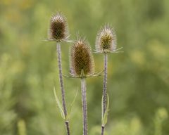 Dipsacus laciniatus