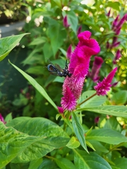 Eremnophila aureonotata