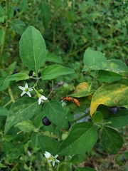 Solanum