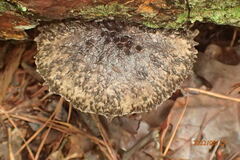 Strobilomyces
