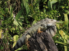 Iguana iguana