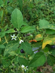 Solanum