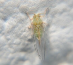 Mastigimas schwarzi