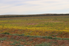 Arabidella nasturtium