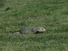 Iguana iguana