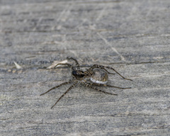 Pardosa