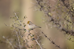 Auriparus flaviceps