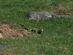Iguana iguana