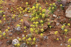Arabidella nasturtium