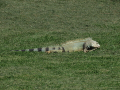 Iguana iguana