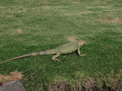 Iguana iguana