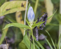 Gentiana andrewsii