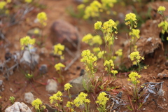 Arabidella nasturtium