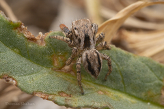 Habronattus texanus