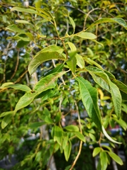 Salix × smithiana