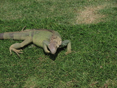 Iguana iguana
