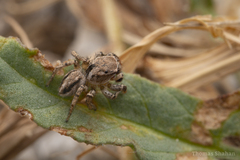 Habronattus texanus