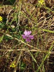 Malva sylvestris