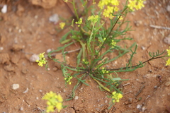 Arabidella nasturtium
