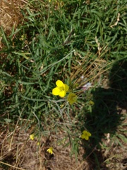 Diplotaxis tenuifolia