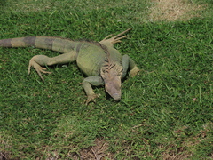 Iguana iguana